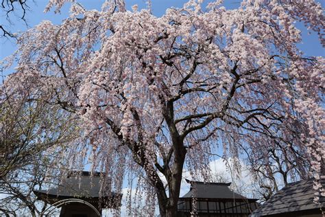 子孫樹|日本三大桜・三春滝桜の子孫、福島県の「滝桜ファミリー」13選。